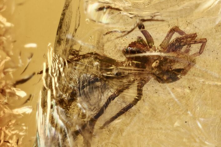 Detailed Fossil Spider (Araneae) In Baltic Amber #273359